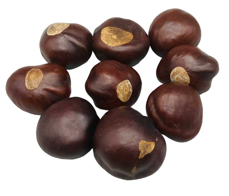 Buckeyes whole 2oz (image for) Buckeyes whole 2oz